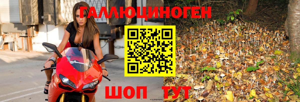 Галлюциногенные грибы Cubensis Камышлов