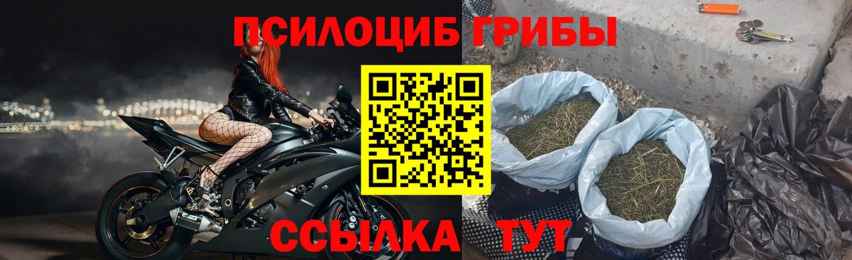 Галлюциногенные грибы Cubensis  Вход с VPN  Камышлов  купить наркотик  Псилоцибиновые грибы Psilocybe 